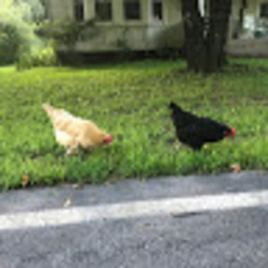 Meet your Posher, Iris